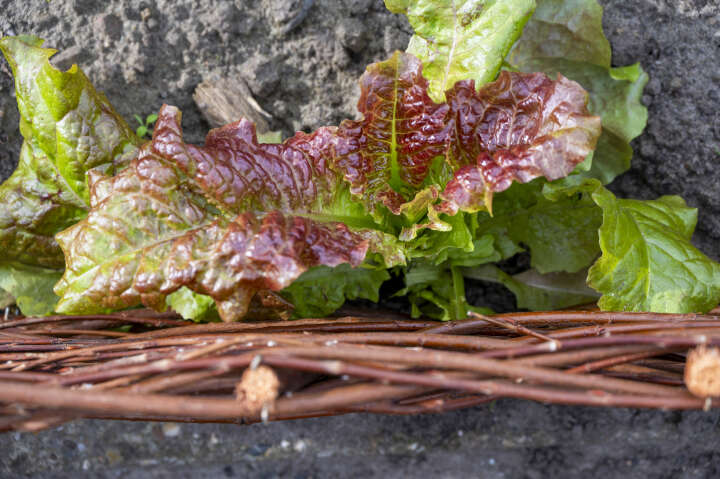 dobar Beeteinfassungen aus Weide